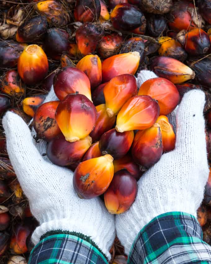 Addressing Sustainability Issues around Palm Oil